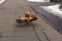 Video: Kinh ngạc với chú chó tha khúc gỗ cực nặng làm đồ chơi