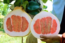 Trái bưởi hồng rực nặng 3,5 kg, gây sốt thị trường