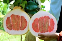 Trái bưởi hồng rực nặng 3,5 kg, gây sốt thị trường