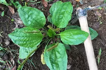 Cây dại ven đường cứ phơi khô là bán được hơn trăm nghìn/kg