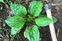 Cây dại ven đường cứ phơi khô là bán được hơn trăm nghìn/kg