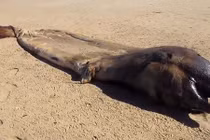 Video: Bí ẩn xác quái vật khổng lồ trôi dạt vào bờ biển