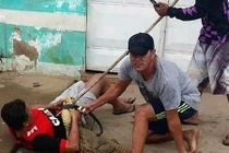 Video: Bắt cá sấu trên phố, bị cắn nằm im "sợ một phép"