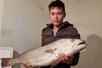 Ngư dân bắt được con cá nặng 7,5 kg giống cá sủ vàng