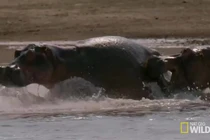 Video: Hà mã mẹ lấy thân mình che chắn cho con non, lãnh đòn chí mạng