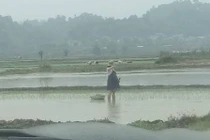 Mẹ bầu bụng vượt mặt lội ruộng cấy lúa