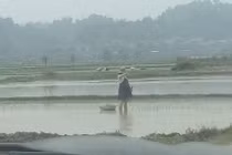 Mẹ bầu bụng vượt mặt lội ruộng cấy lúa