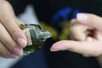 Bôi một giọt dầu gió vào lòng bàn chân: Chữa mất ngủ