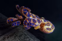 Vì sao coi Úc là quê hương của các loài rắn độc nhất thế giới?