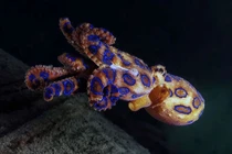 Vì sao coi Úc là quê hương của các loài rắn độc nhất thế giới?