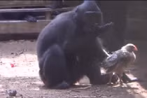 Lạ: Khỉ đen nhận nuôi gà con như con đẻ