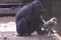 Lạ: Khỉ đen nhận nuôi gà con như con đẻ
