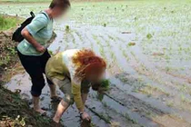 Xem khách Tây chi bộn tiền để được cấy lúa ở Triều Tiên