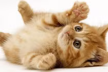 Video: Những động vật có vẻ ngoài đáng yêu nhưng có thể giết chết bạn