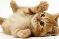 Video: Những động vật có vẻ ngoài đáng yêu nhưng có thể giết chết bạn