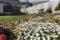 Xiêu lòng trước vườn hoa hồng đẹp như tiên cảnh của mẹ Việt ở Úc