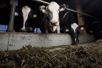 Đại gia Qatar dùng máy bay chở 4.000 con bò về nước