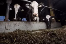 Đại gia Qatar dùng máy bay chở 4.000 con bò về nước