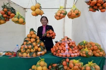 Những vườn cam giúp nông dân hái ra tiền tỷ trên đất Mường Sơn La