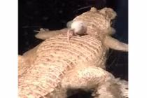 Video: Chuột tìm mọi cách trốn thoát khỏi cá sấu bạch tạng