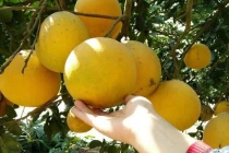 Cách bảo quản bưởi Diễn chuẩn để cả năm vẫn ngon
