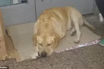 Chó trung thành chờ chủ đã chết hơn 1 tuần trước bệnh viện