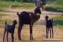 Video: chú khỉ tinh nghịch trêu tức mẹ con nhà dê cực hài hước