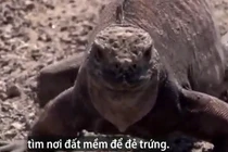 Video: Kỳ đà trôi dạt vào bờ bị chim ưng tập kích