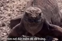 Video: Kỳ đà trôi dạt vào bờ bị chim ưng tập kích