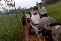 Video: Đám cưới đón dâu bằng xe trâu ở Nghệ An