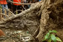 Video: Dân làng phát hiện điều đáng sợ bên trong gốc cây đổ