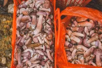 Loại nấm có vị đắng ngắt nhưng lại là đặc sản giúp người dân hốt bạc