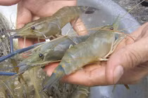 Tất tần tật những mẹo hay khi ăn và chế biến món tôm