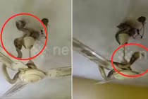 Video: Cặp rắn hổ mang tinh khôn, bò lên quạt trần để tránh lũ