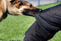 Nhiều trường hợp bị thiệt mạng do chó dại cắn