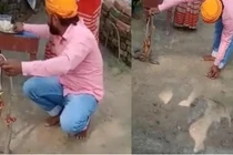 Thợ bắt rắn chết oan vì nọc rắn khi thực hiện nghi lễ thiêng liêng