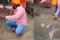 Thợ bắt rắn chết oan vì nọc rắn khi thực hiện nghi lễ thiêng liêng