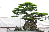 Video: Siêu cây "độc long kim cương" triệu đô của đại gia Hưng Yên