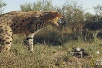 Video: Liều lĩnh tấn công linh miêu, rắn độc bị đánh tới tấp vào đầu