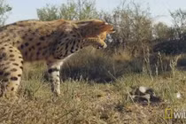 Video: Liều lĩnh tấn công linh miêu, rắn độc bị đánh tới tấp vào đầu