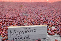 Chiêm ngưỡng loại cà phê hiếm và đắt nhất thế giới