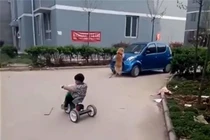 Rơi nước mắt với những mẩu chuyện về chú chó trung thành