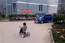 Rơi nước mắt với những mẩu chuyện về chú chó trung thành