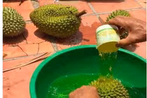 Tiết lộ đáng sợ, không nhúng thuốc không dám bán sầu riêng