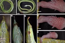 Video: Độc đáo loài rắn thanh xà kỳ lân có ở Việt Nam