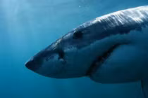 Video: Hải cẩu may mắn thoát chết phi lên bờ tránh được cá mập ăn thịt