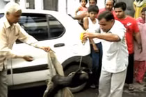 Mộ thường xuyên bị đào, người dân bắt được thủ phạm phải lập tức thả ngay