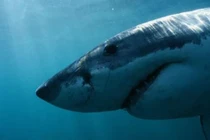 Video: Hải cẩu may mắn thoát chết phi lên bờ tránh được cá mập ăn thịt