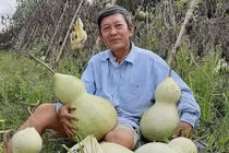 Lão nông sở hữu vườn bầu tiên độc nhất vô nhị