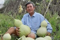 Lão nông sở hữu vườn bầu tiên độc nhất vô nhị